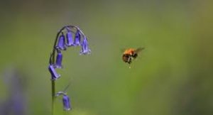 Picture of a bee and a bluebell flower