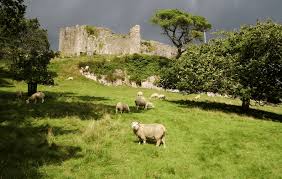 Photo of castle and sheep
