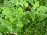 Picture of oak leaves